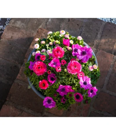 Beet- & Balkonpflanzen-Set Rosa Frühling, 6-teilig -Haus Pflanzen Welt 8827982 WE MO 001 BBSetFruehjahrRosa