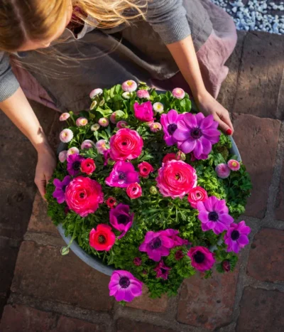 Beet- & Balkonpflanzen-Set Rosa Frühling, 6-teilig -Haus Pflanzen Welt 8827982 WE MO 003 BB SetFruehjahrRosa