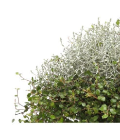 Mueca - Gitterkraut Und Mühlenbeckia 17 Mueca - Gitterkraut Und Mühlenbeckia -Haus Pflanzen Welt 8829772 PR DE 0001 GitterkrautMuecaMuehlenbeckiaDehnerHerzig