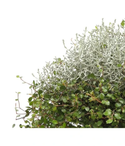 Mueca - Gitterkraut Und Mühlenbeckia -Haus Pflanzen Welt 8829772 PR DE 0001 GitterkrautMuecaMuehlenbeckiaDehnerHerzig