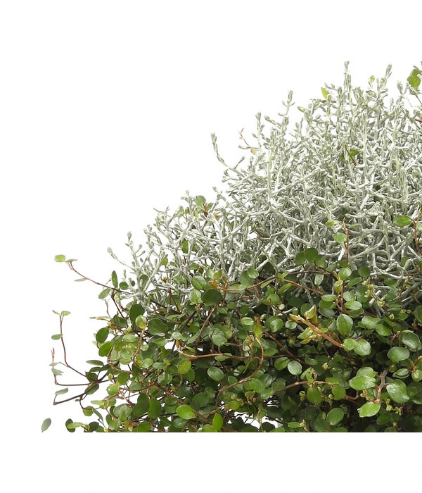 Mueca - Gitterkraut Und Mühlenbeckia 10 Mueca - Gitterkraut Und Mühlenbeckia – Bild 8