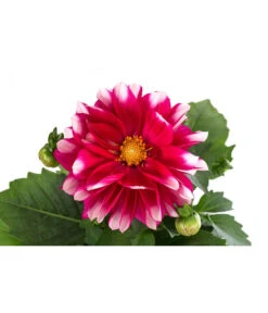 Zwergdahlie, Besonderheit -Haus Pflanzen Welt 8829939 WE DE 001 ZwergdahlieBesonderheitT12