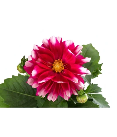 Zwergdahlie, Besonderheit -Haus Pflanzen Welt 8829939 WE DE 001 ZwergdahlieBesonderheitT12