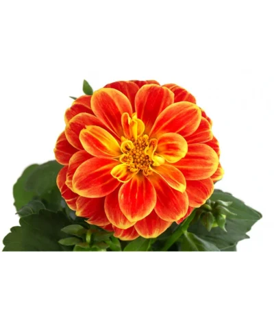 Zwergdahlie, Besonderheit -Haus Pflanzen Welt 8829939 WE DE 002 ZwergdahlieBesonderheitT12