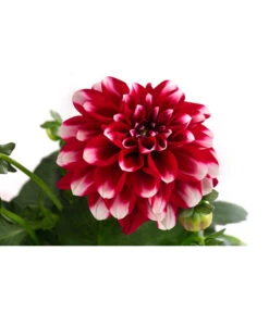 Zwergdahlie, Besonderheit -Haus Pflanzen Welt 8829939 WE DE 003 ZwergdahlieBesonderheitT12