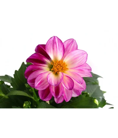 Zwergdahlie, Besonderheit -Haus Pflanzen Welt 8829939 WE DE 004 ZwergdahlieBesonderheitT12