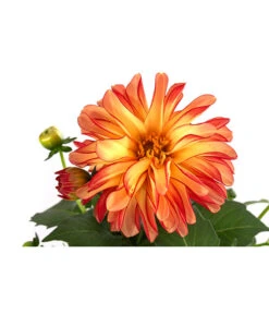 Zwergdahlie, Besonderheit -Haus Pflanzen Welt 8829939 WE DE 005 ZwergdahlieBesonderheitT12