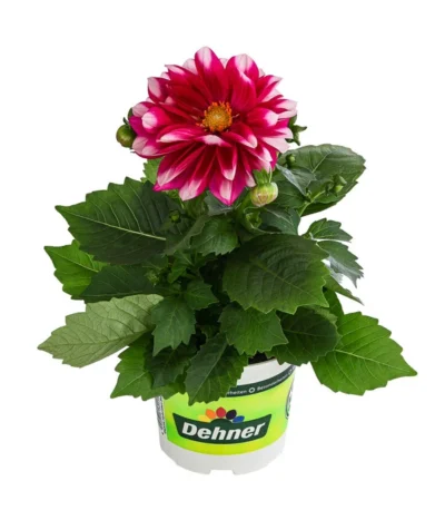 Zwergdahlie, Besonderheit