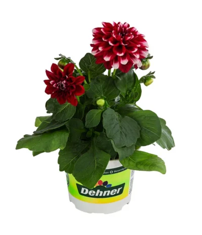 Zwergdahlie, Besonderheit -Haus Pflanzen Welt 8829939 WE FS 003 ZwergdahlieBesonderheitT12