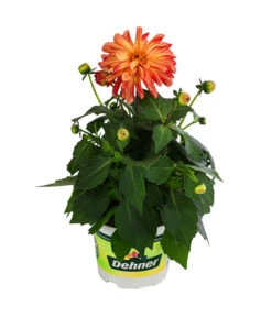 Zwergdahlie, Besonderheit -Haus Pflanzen Welt 8829939 WE FS 005 ZwergdahlieBesonderheitT12