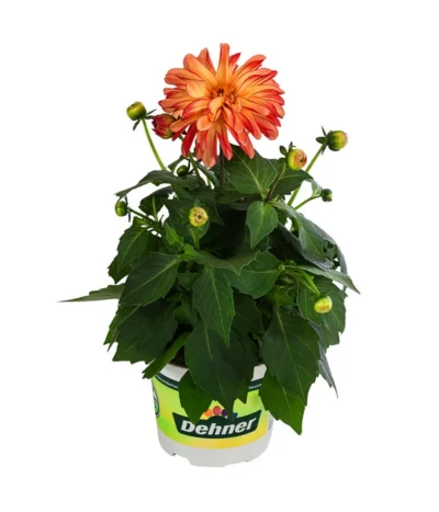 Zwergdahlie, Besonderheit -Haus Pflanzen Welt 8829939 WE FS 005 ZwergdahlieBesonderheitT12