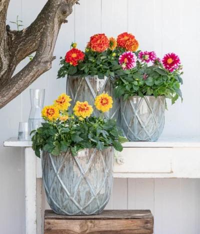 Zwergdahlie, Besonderheit -Haus Pflanzen Welt 8829939 WE MO 001 ZwergDahlienT12