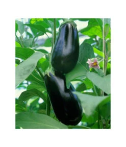 Dehner Gourmet Garten Aubergine, Veredelt -Haus Pflanzen Welt 8830051 BildFS 001 AubergineCarmenGgAubergineCarmen