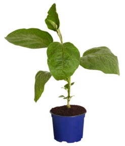 Dehner Gourmet Garten Aubergine, Veredelt -Haus Pflanzen Welt 8830051 WE FS 001 AubergineCarmenT12DehnerExpressZS