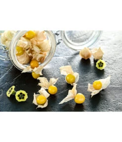 Dehner Ananaskirsche Physalis -Haus Pflanzen Welt 8830069 PR MO 001 PhysalisAnanaskirsche