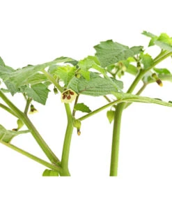 Dehner Ananaskirsche Physalis -Haus Pflanzen Welt 8830069 WE DE 001 AnanaskirschePhysalisPhysalisPreciosaT12DehnerExpressHerzig