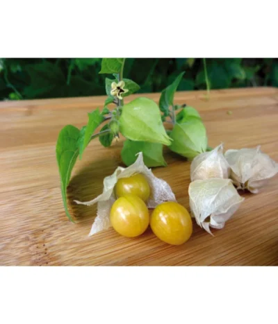 Dehner Ananaskirsche Physalis 11 Dehner Ananaskirsche Physalis -Haus Pflanzen Welt 8830069 WE MO 001 AnanaskirschePhysalis