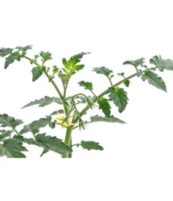 Zuckertomate, Orange 11 Zuckertomate, Orange -Haus Pflanzen Welt 8830101 WE DE 003 ZuckertomateOrangeResistent