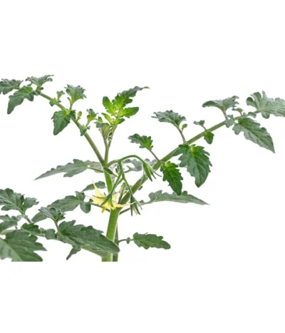 Zuckertomate, Orange 11 Zuckertomate, Orange -Haus Pflanzen Welt 8830101 WE DE 003 ZuckertomateOrangeResistent