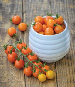 Zuckertomate, Orange 10 Zuckertomate, Orange -Haus Pflanzen Welt 8830101 WE MO 002 Zuckertomate