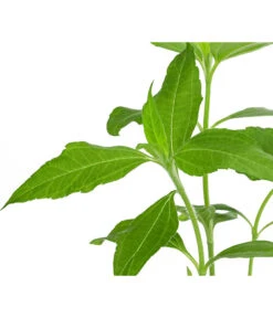 Topinambur -Haus Pflanzen Welt 8830184 WE DE 001 Topinambur