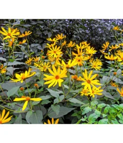 Topinambur -Haus Pflanzen Welt 8830184 WE MO 001 Topinambur