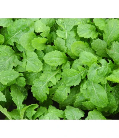 Bio Wasabi Rauke Im Pottburri®-Topf 9 Bio Wasabi Rauke Im Pottburri®-Topf -Haus Pflanzen Welt 8830291 WE FS 003 BioPBWasabiRauke