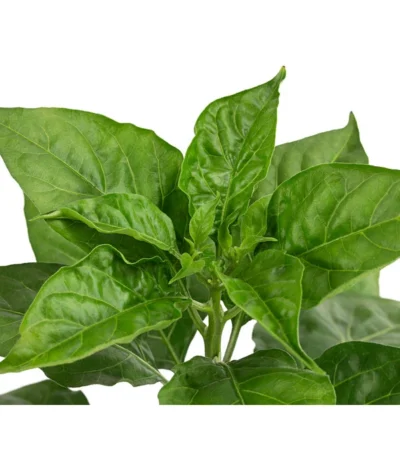 Chili 'Habanero', Rot -Haus Pflanzen Welt 8830333 WE DE 002 ChiliHabaneroRot