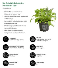 Bio Asia Wildkräuter Im Pottburri®-Topf -Haus Pflanzen Welt 8830473 WE IG 001 BioAsiaWildkraeuterimPottburriTopf