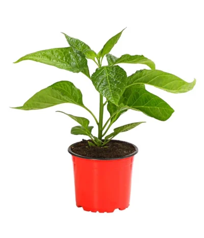 Chili 'Scotch Bonnet' -Haus Pflanzen Welt 8830614 PR FS 002 CapsicumChinenseChiliScotchBonnetDehnerExpressHerzig