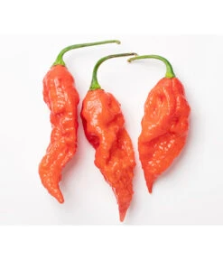 Geisterchili 9 Geisterchili -Haus Pflanzen Welt 8830630 WE DE 001 IndischerGeisterchili