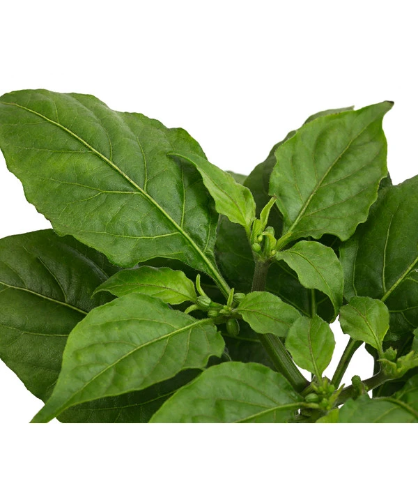 Geisterchili 7 Geisterchili – Bild 5