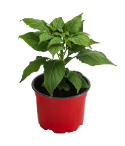 Geisterchili 8 Geisterchili -Haus Pflanzen Welt 8830630 WE FS 002 IndischerGeisterchili