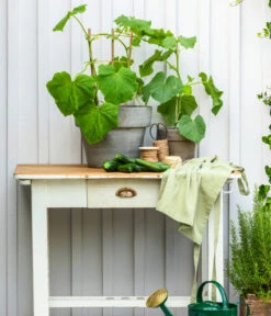 Bioland Gurke, Veredelt 12 Bioland Gurke, Veredelt -Haus Pflanzen Welt 8830663 WE MO 002 Gurke CucurbitaePepoZucchiniGruen 1