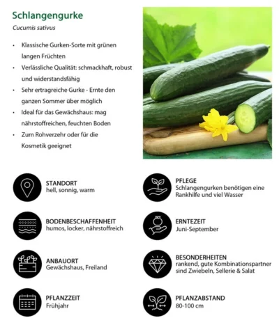 Schlangengurke -Haus Pflanzen Welt 8830788 WE IG 001 Schlangengurke