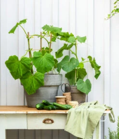 Snackgurke -Haus Pflanzen Welt 8830960 20200717 PR MO 001 Gurke CucurbitaePepoZucchiniGruen 2021 GC13 01