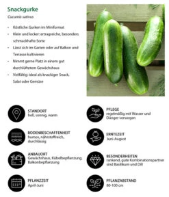 Snackgurke -Haus Pflanzen Welt 8830960 WE IG 001 Snackgurke