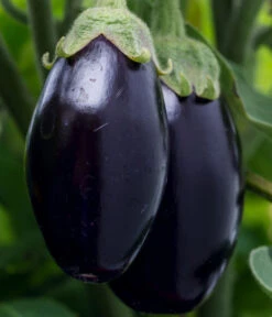 Aubergine 13 Aubergine -Haus Pflanzen Welt 8831380 WE DE 001 SolanumAubergine