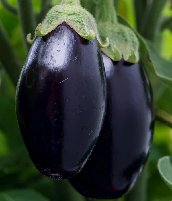 Aubergine 7 Aubergine – Bild 5