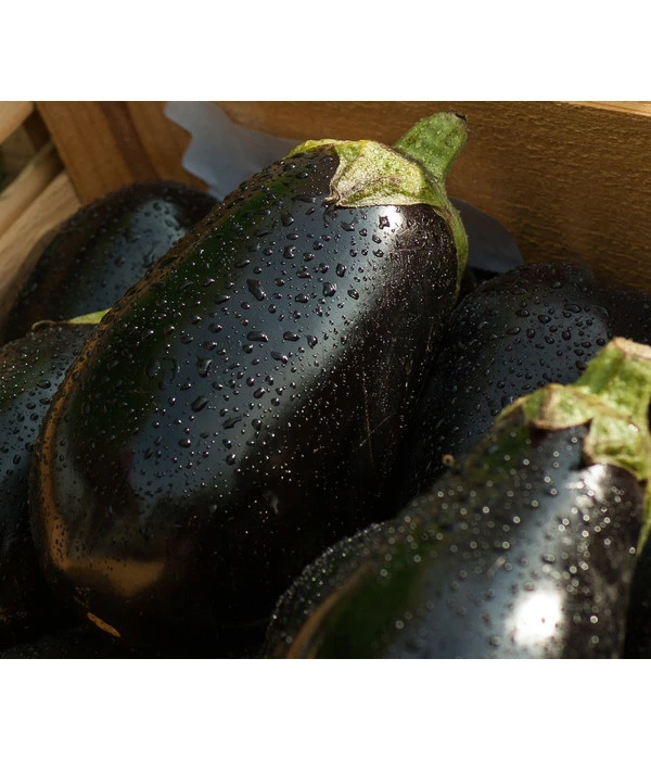 Aubergine 3 Aubergine