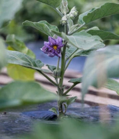 Aubergine 14 Aubergine -Haus Pflanzen Welt 8831380 WE MO 002 SolanumAubergineBluete