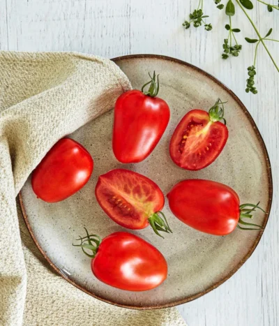 Bioland Eiertomate 7 Bioland Eiertomate -Haus Pflanzen Welt 8831463 WE MO 001 BiolandEiertomate