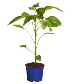 Dehner Gourmet Garten Tomatenpaprika 6 Dehner Gourmet Garten Tomatenpaprika -Haus Pflanzen Welt 8831562 WE FS 001 PaprikaTommyT12DehnerExpressZS