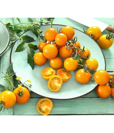 Cherrytomate 'Sungold'