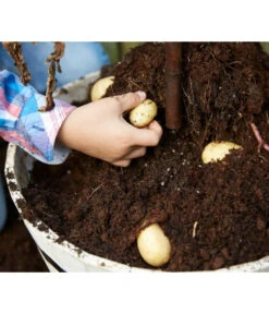 TomTato® Tomatenkartoffel -Haus Pflanzen Welt 8832859 WE DE 009 TomtatoTomoffel