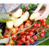 TomTato® Tomatenkartoffel 2 TomTato® Tomatenkartoffel -Haus Pflanzen Welt 8832859 WE MO 0011 TomtatoTomoffel