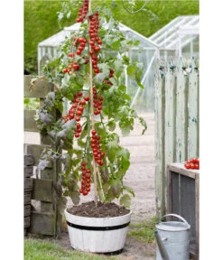TomTato® Tomatenkartoffel -Haus Pflanzen Welt 8832859 WE MO 007 TomtatoTomoffel