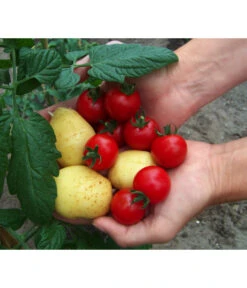 TomTato® Tomatenkartoffel -Haus Pflanzen Welt 8832859 WE MO 010 TomtatoTomoffel