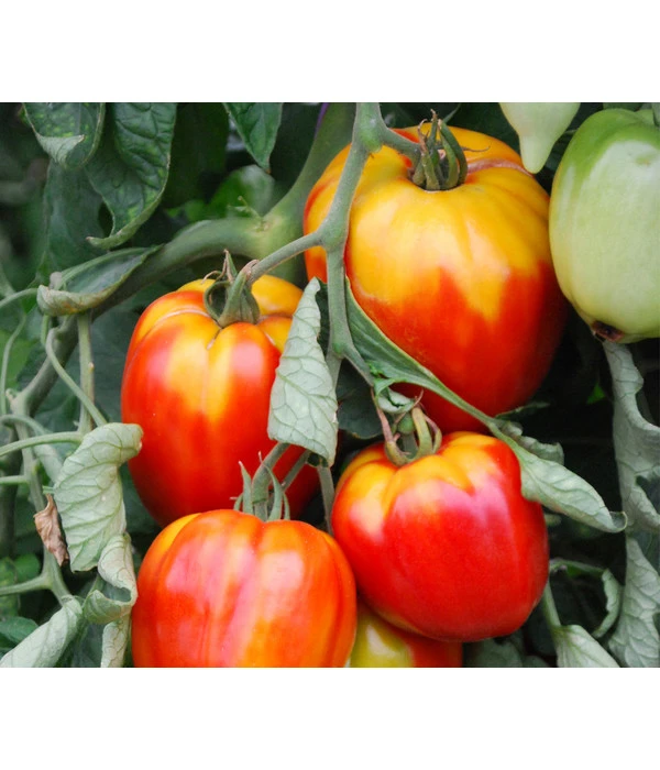 Ochsenherztomate 'Fleurette' 3 Ochsenherztomate 'Fleurette'