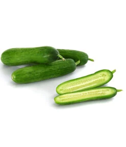 Snackgurke -Haus Pflanzen Welt 8833063 8830960 WE DE 001 GourmetGartenSnackgurkeVeredelt